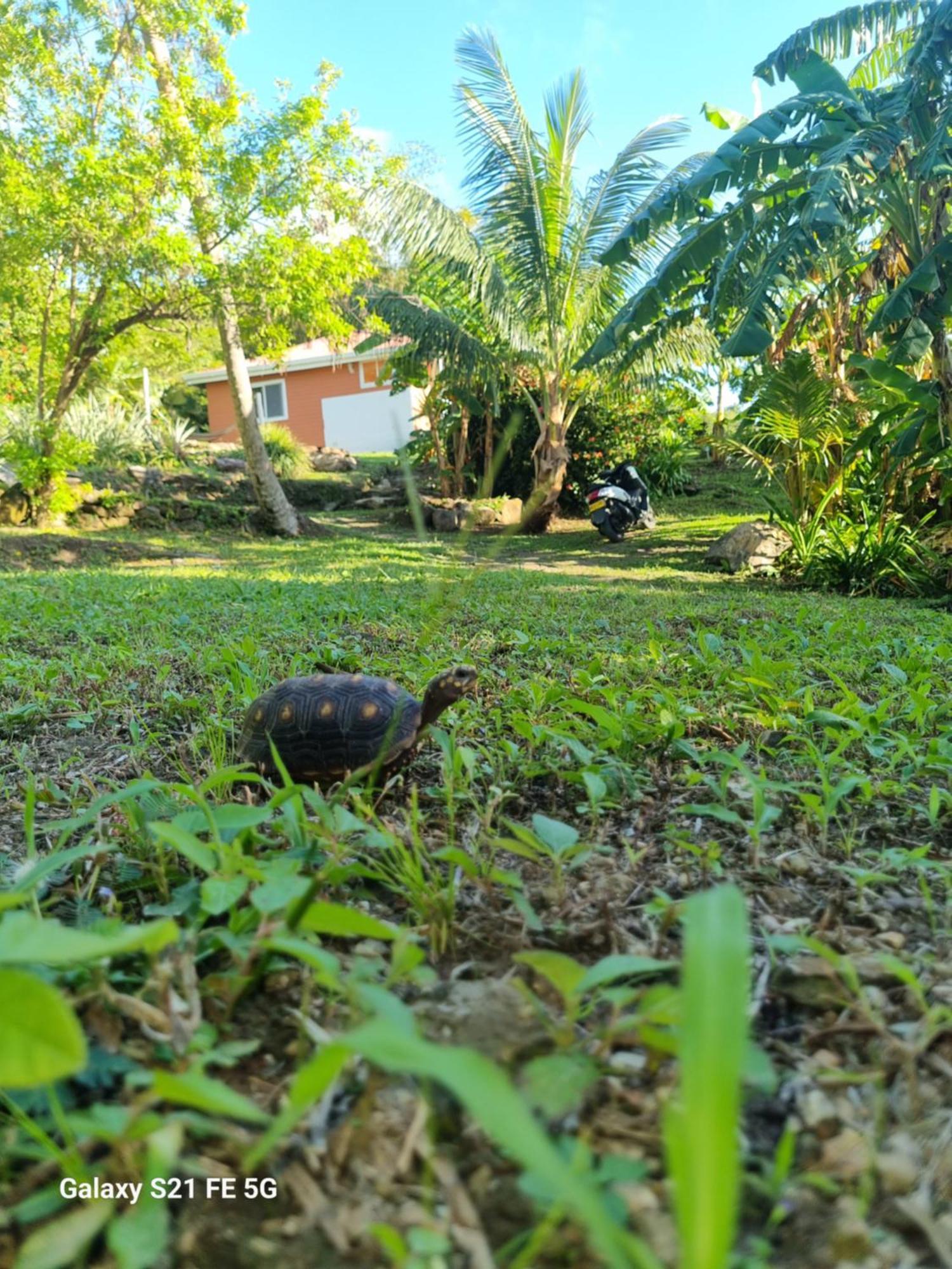 Frenchy'S Villa Aguadulce Eksteriør bilde